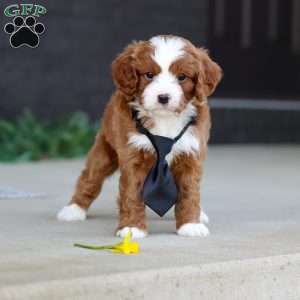 Bruno, Cavapoo Puppy
